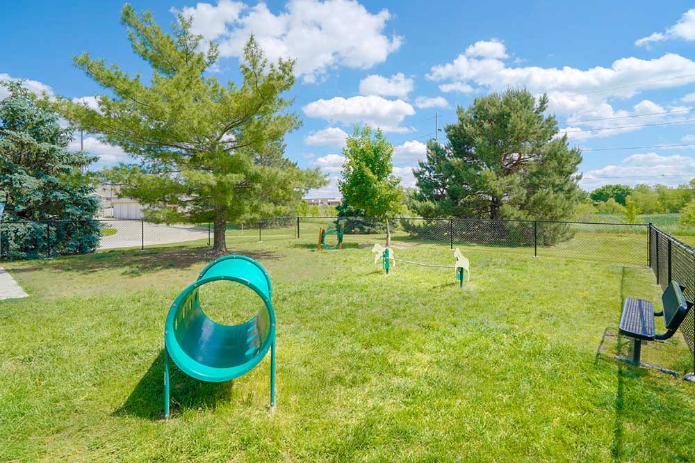 a dog park with agility training equipment