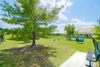 a dog park with agility training equipment and trees