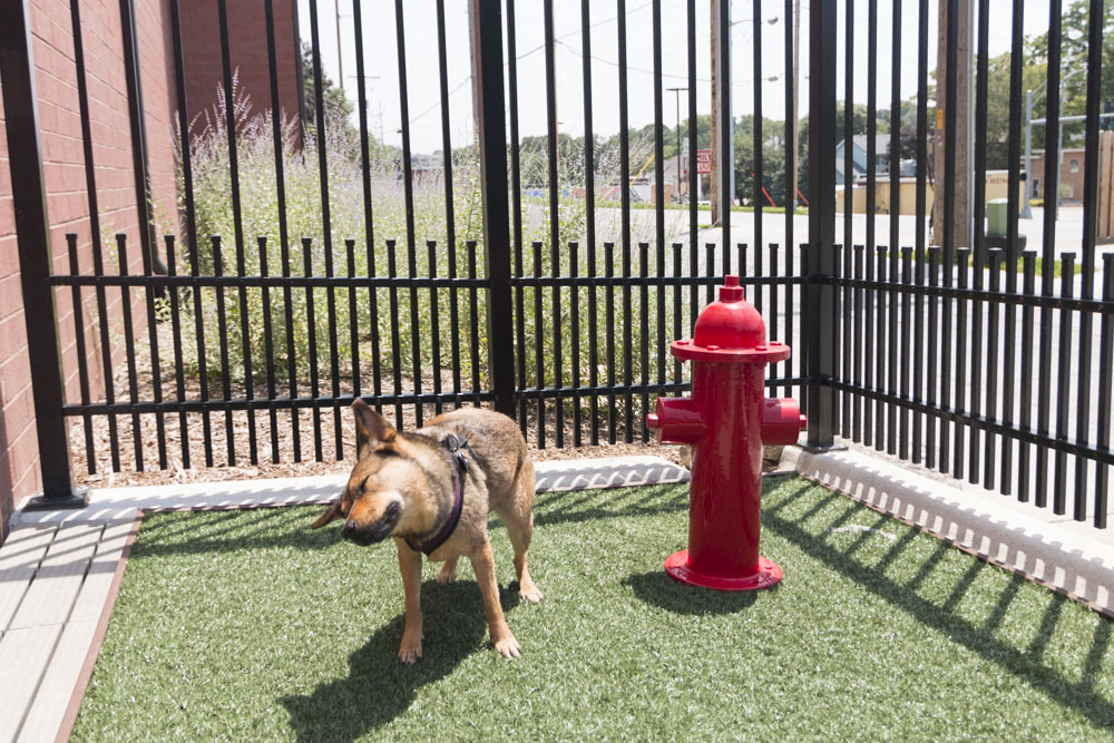 Pet-friendly apartments near UNMC at The Conrad in Blackstone District Omaha NE 68105