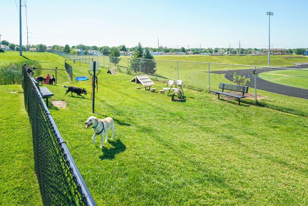 a group of dogs in at the community dog park