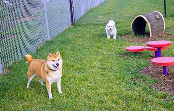 2 dogs standing in a grassy, fenced dog park at an apartment community