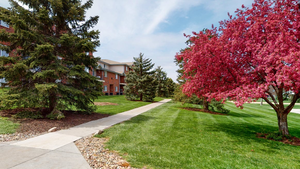 Sidewalk framed by green grass and lined with hot pink blooming tree and pine trees
