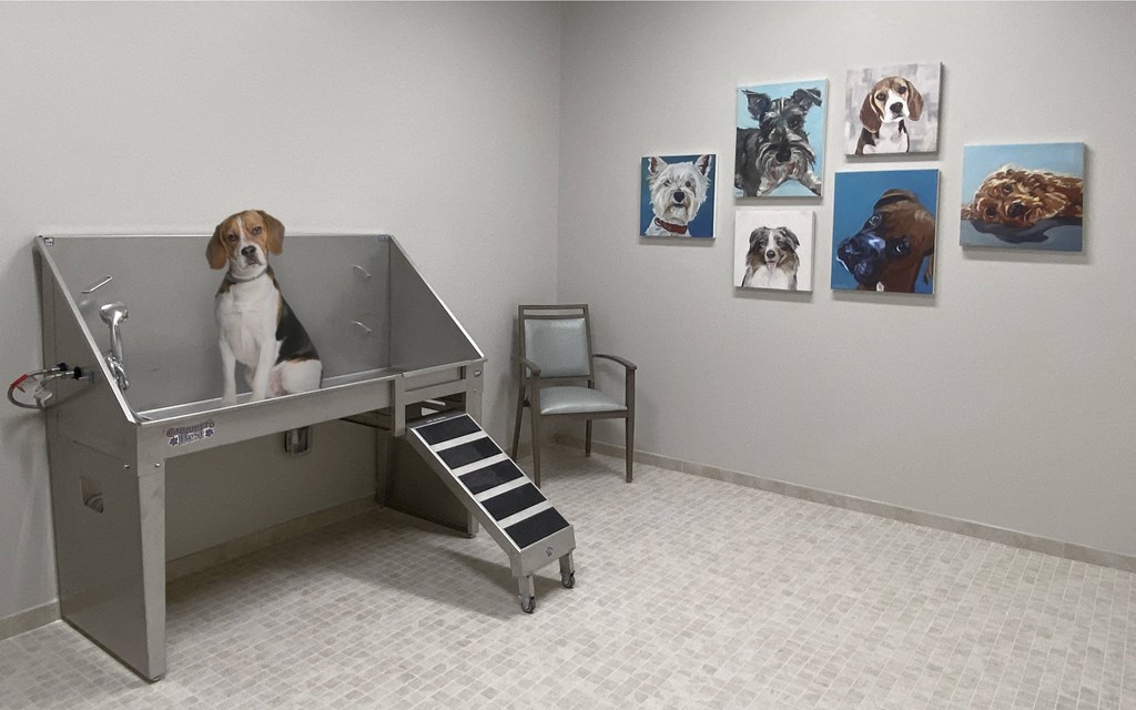 a dog sitting on a table in a room with pictures on the wall