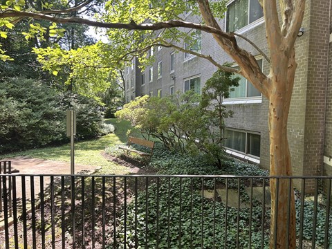 A tree in front of a building with a fence in the foreground.