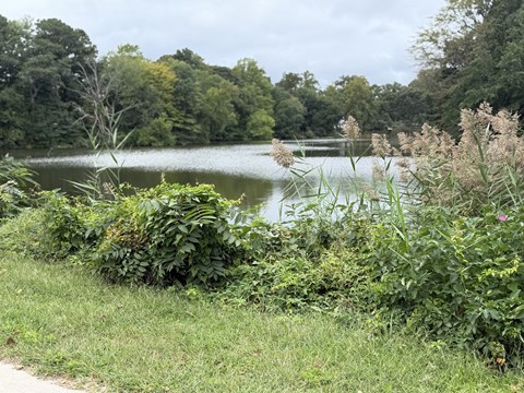 A serene lake surrounded by lush greenery and trees.