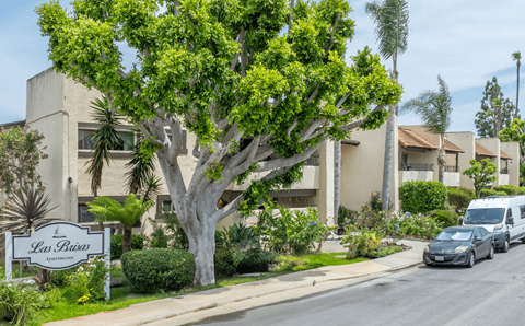 A tree in front of apartment buildings with a sign that says Las Buena.