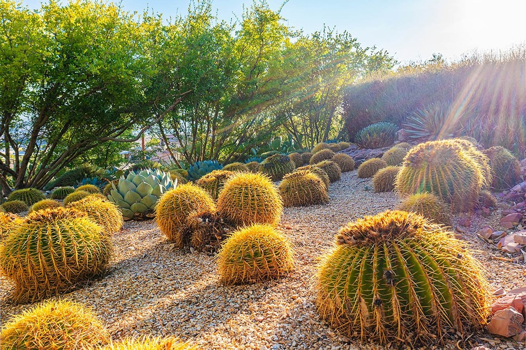 A group of cacti are in a field of gravel.