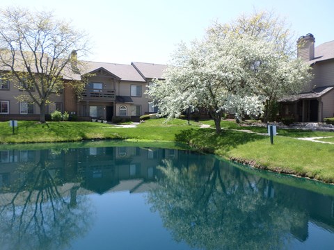 A tree with white flowers stands next to a body of water in front of a building.