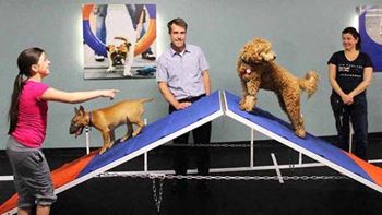 a group of people standing on a ramp with dogs on it