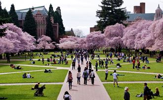 Cherry blossoms at University of Washington
