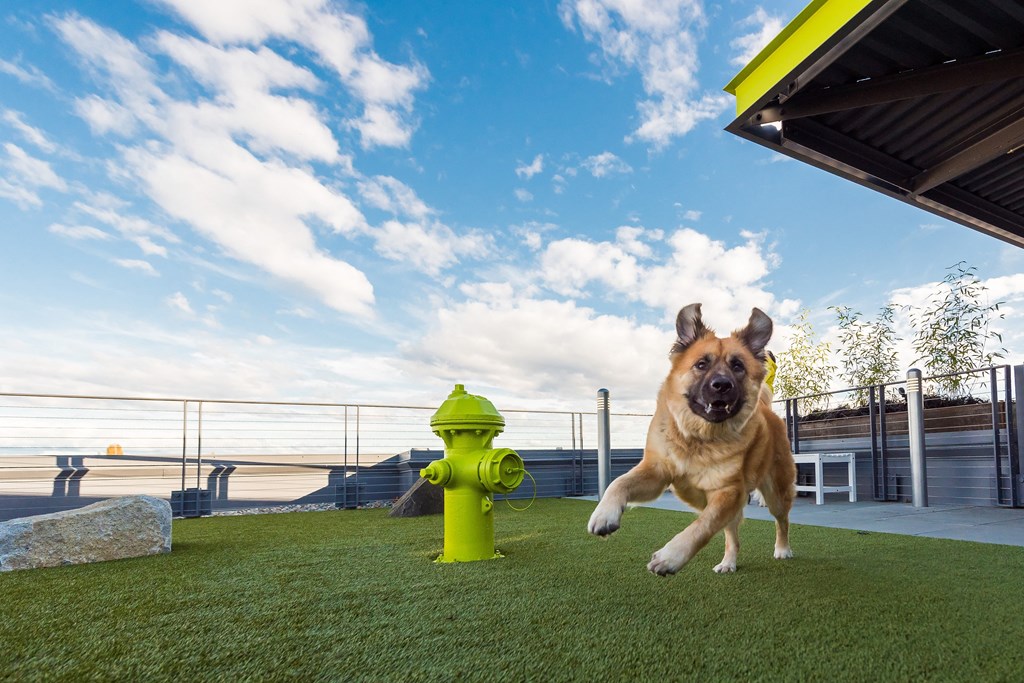 a dog jumping in the air near a fire hydrant