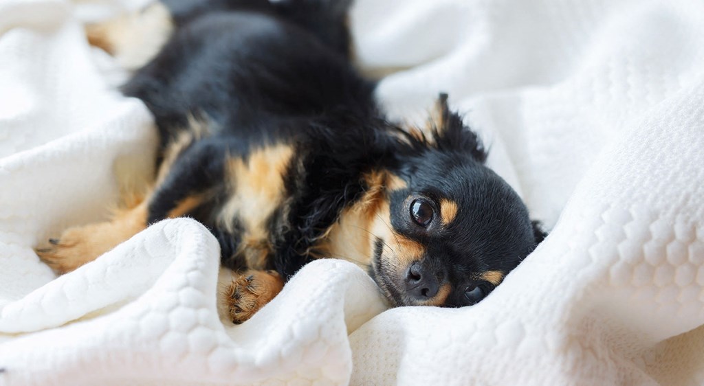 Pet Friendly at Elevation San Tan, Arizona