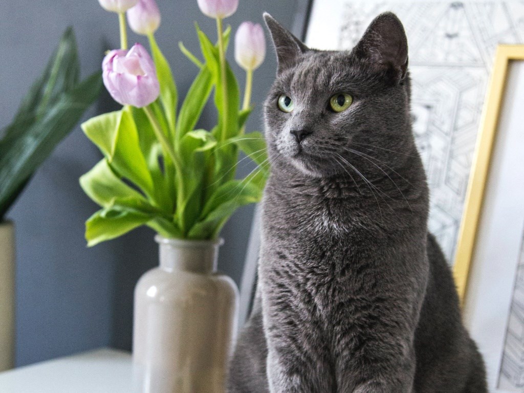 A resident cat is welcome in this pet-friendly community