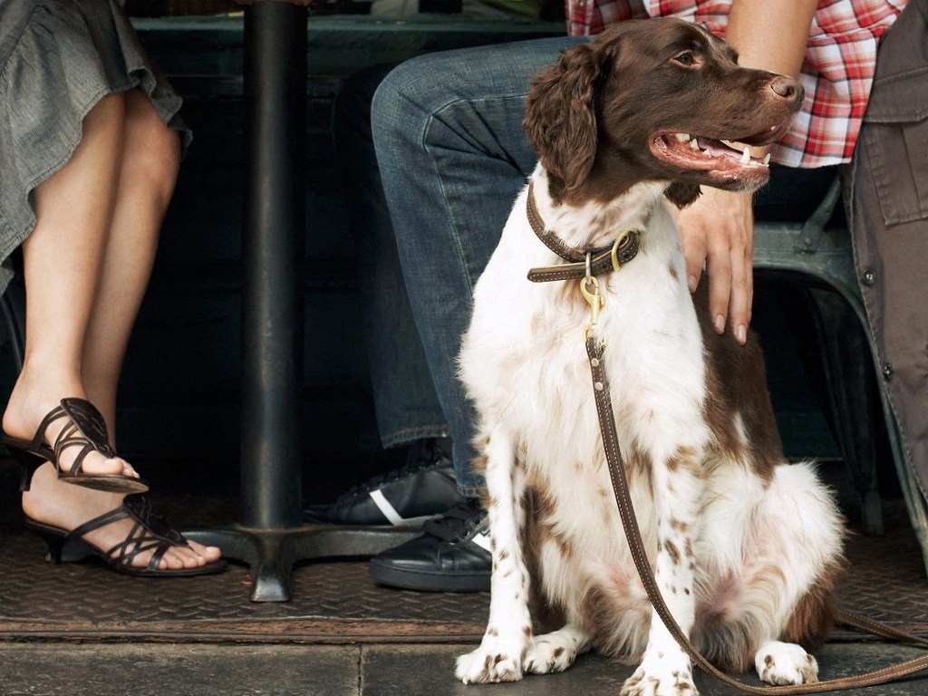A couple dines at an outdoor cafe with their dog.