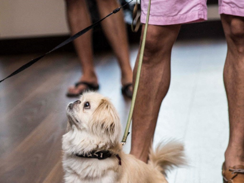 A resident dog is welcome in this pet-friendly community