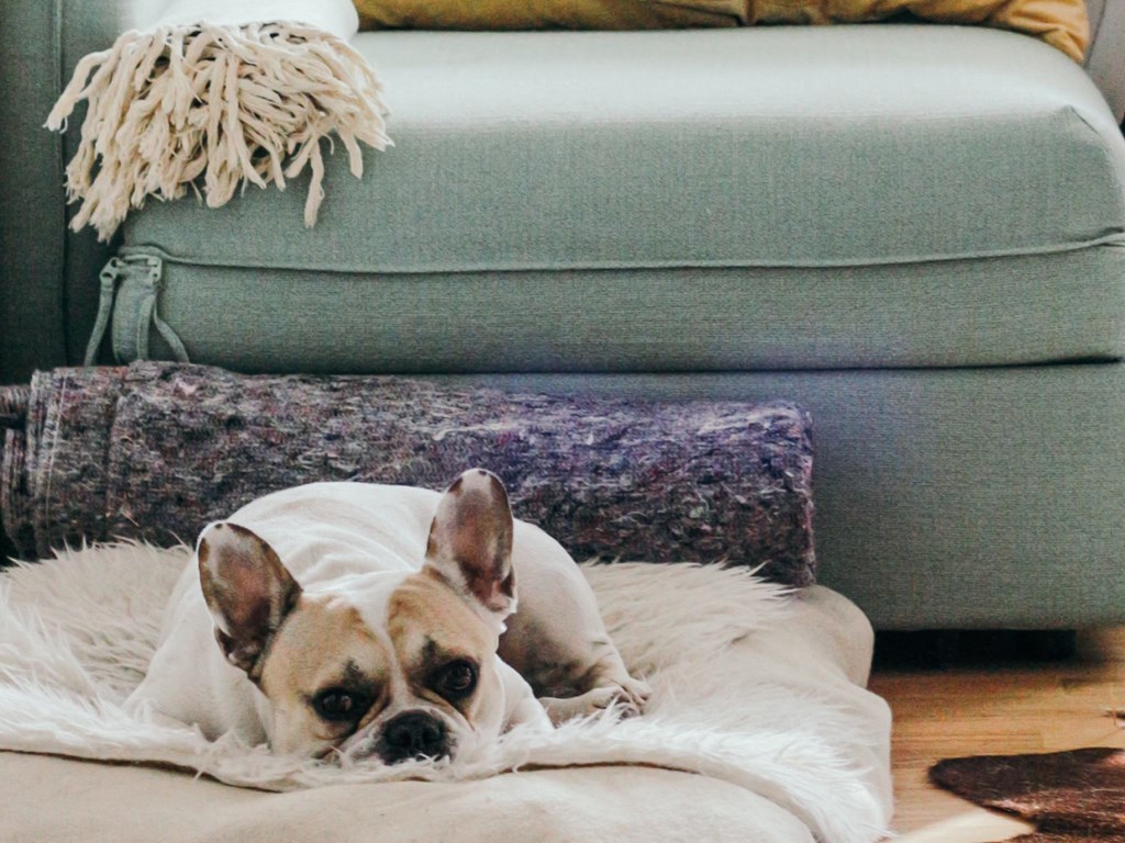 A Kardon Atlantic dog resident relaxing