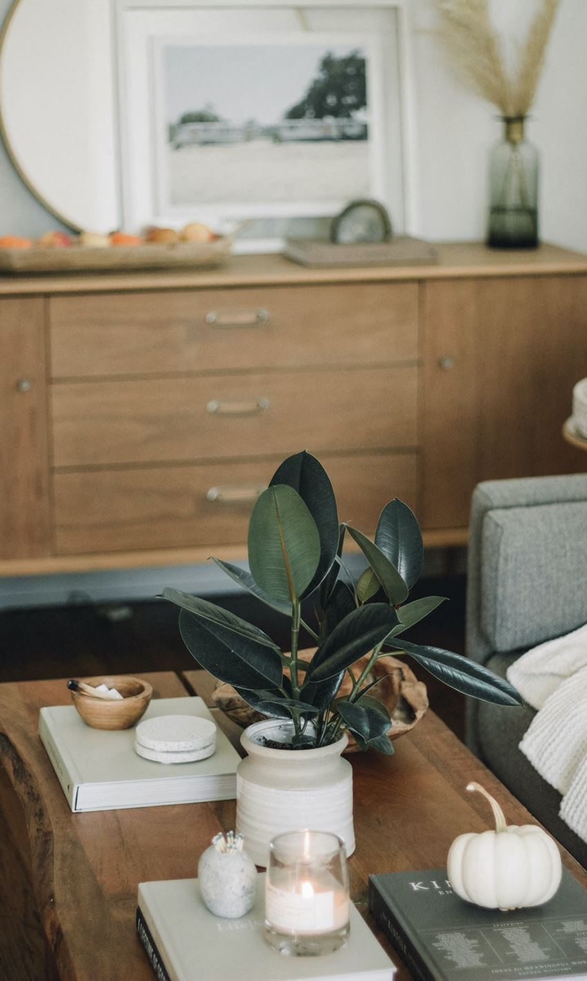 plants in a nicely decorated living room - Photo Gallery