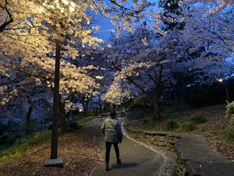 a person walking down a path with flowering trees