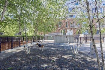 A dog is walking through a park with trees and a fence.