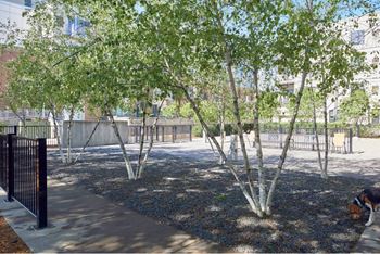 A dog is sniffing the ground in a park with trees and a fence.