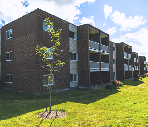 A tree in front of apartment buildings.