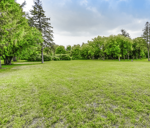 A grassy field with trees in the background.