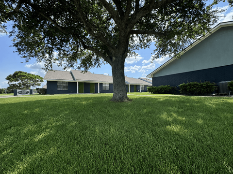 A tree in a grassy area in front of a house.