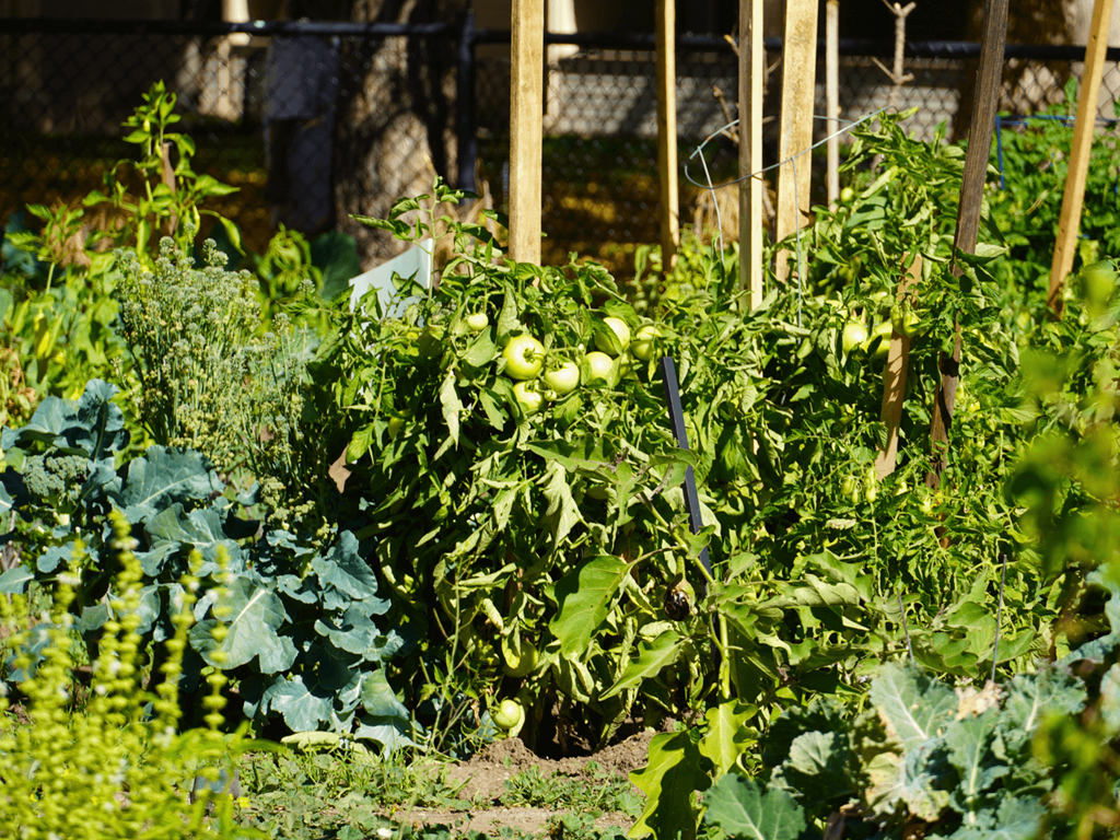 A garden with green plants and vegetables.