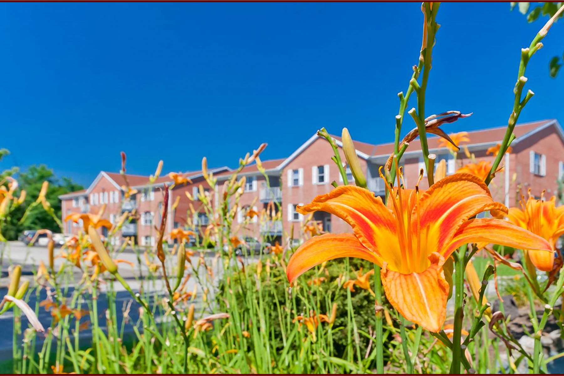 an orange flower in front of a row of houses  at Four Worlds Apartments, Ohio