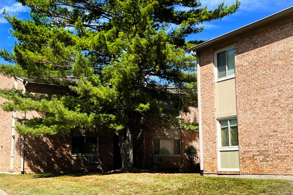 A tree in front of a building with a window.
