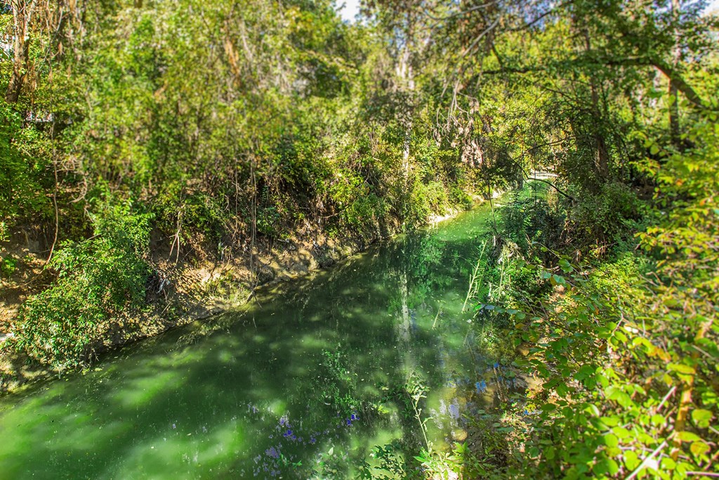 a river flowing through a forest with trees