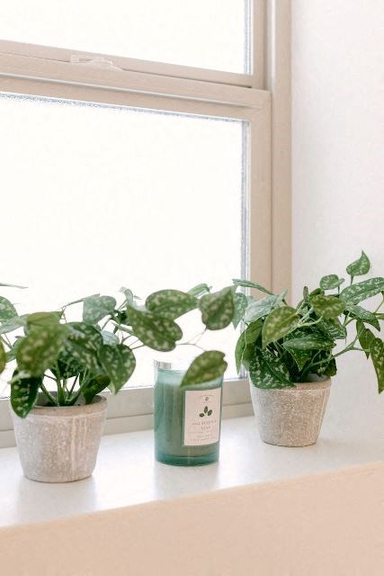 Kanekapolei Collection Bathroom Window with potted plants