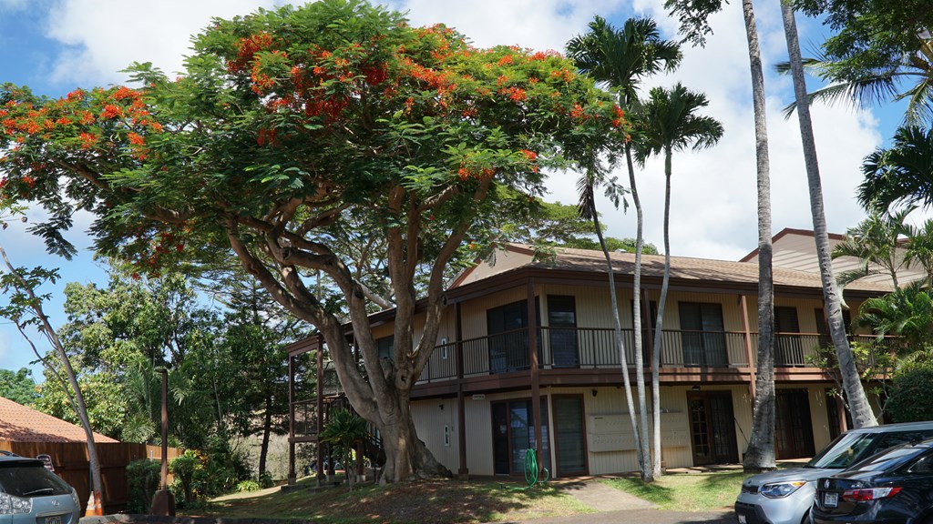 Coconut Inn Garden Tree View