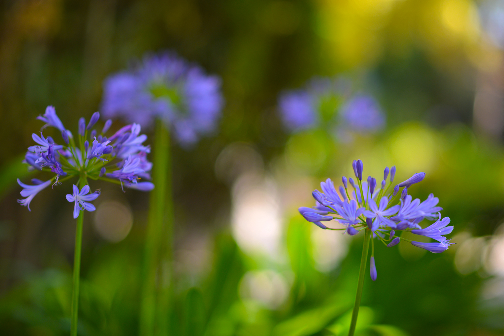 Close-up photo of flowers