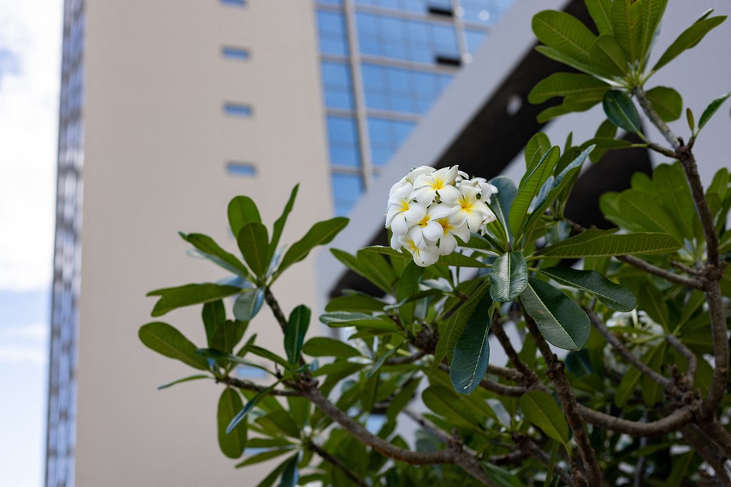 Hale Kalele Apartments landscaping