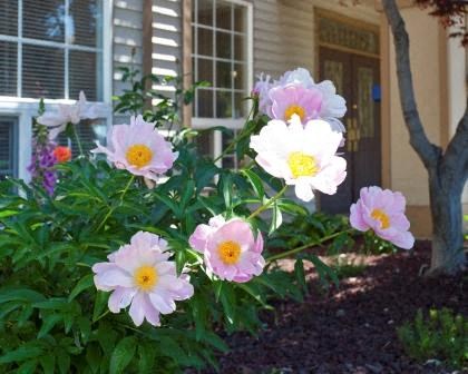 Englewood Garden Villas Beautiful Landscaping