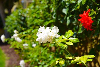 Tierra Del Sol white flowers in garden