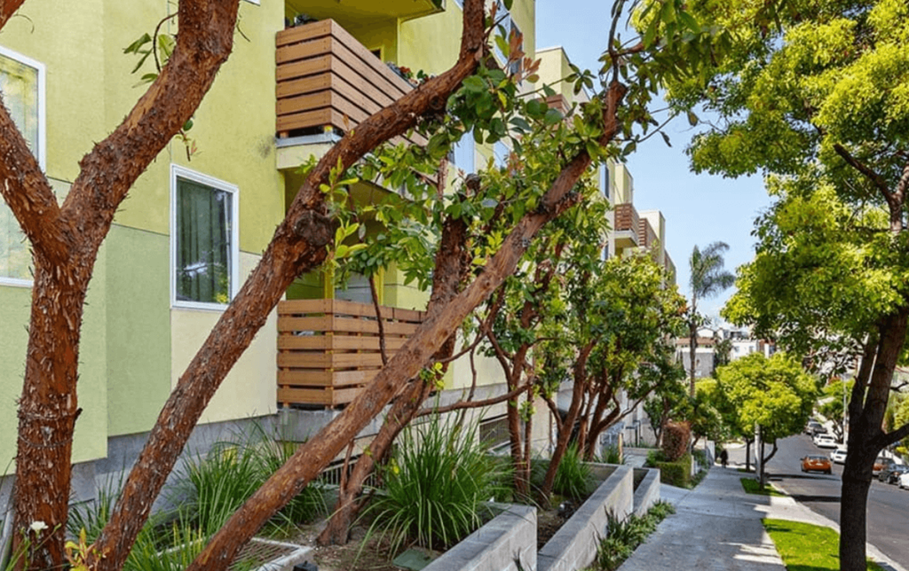 A tree with green leaves is in front of a yellow building.