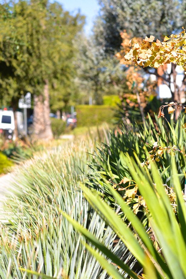 Mar Vista Lofts- Lush Landscaping
