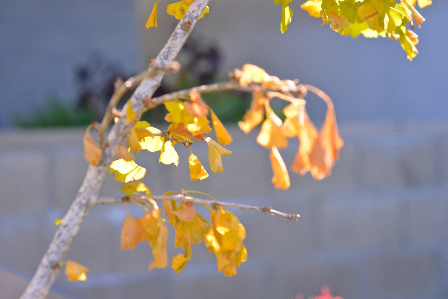 Mar Vista Lofts- Lush Landscaping
