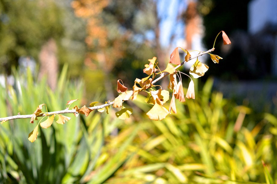 Mar Vista Lofts- Lush Landscaping