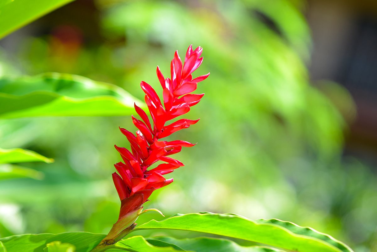 Stock photo of a red flower Stock photo of a red flower
