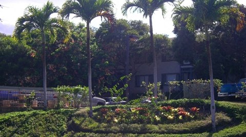 A garden with a variety of plants and trees.