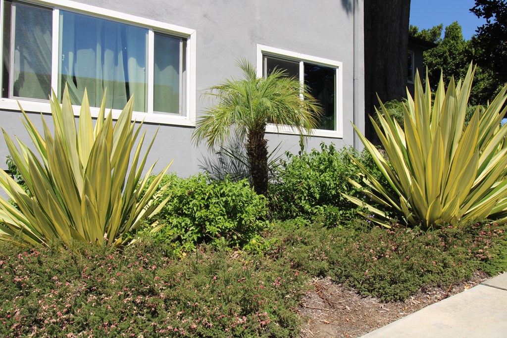 a small palm tree in a garden in front of a house