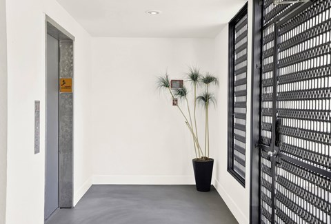 A white hallway with a black door and a potted plant.