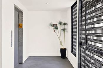 A white hallway with a plant and a door.