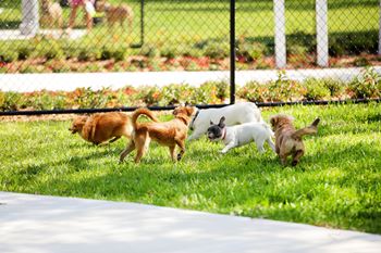 A group of dogs playing in a grassy area.