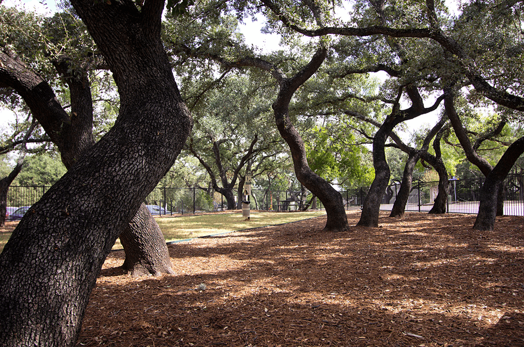 Forest Trails at Walnut Hill, San Antonio, TX, 78229