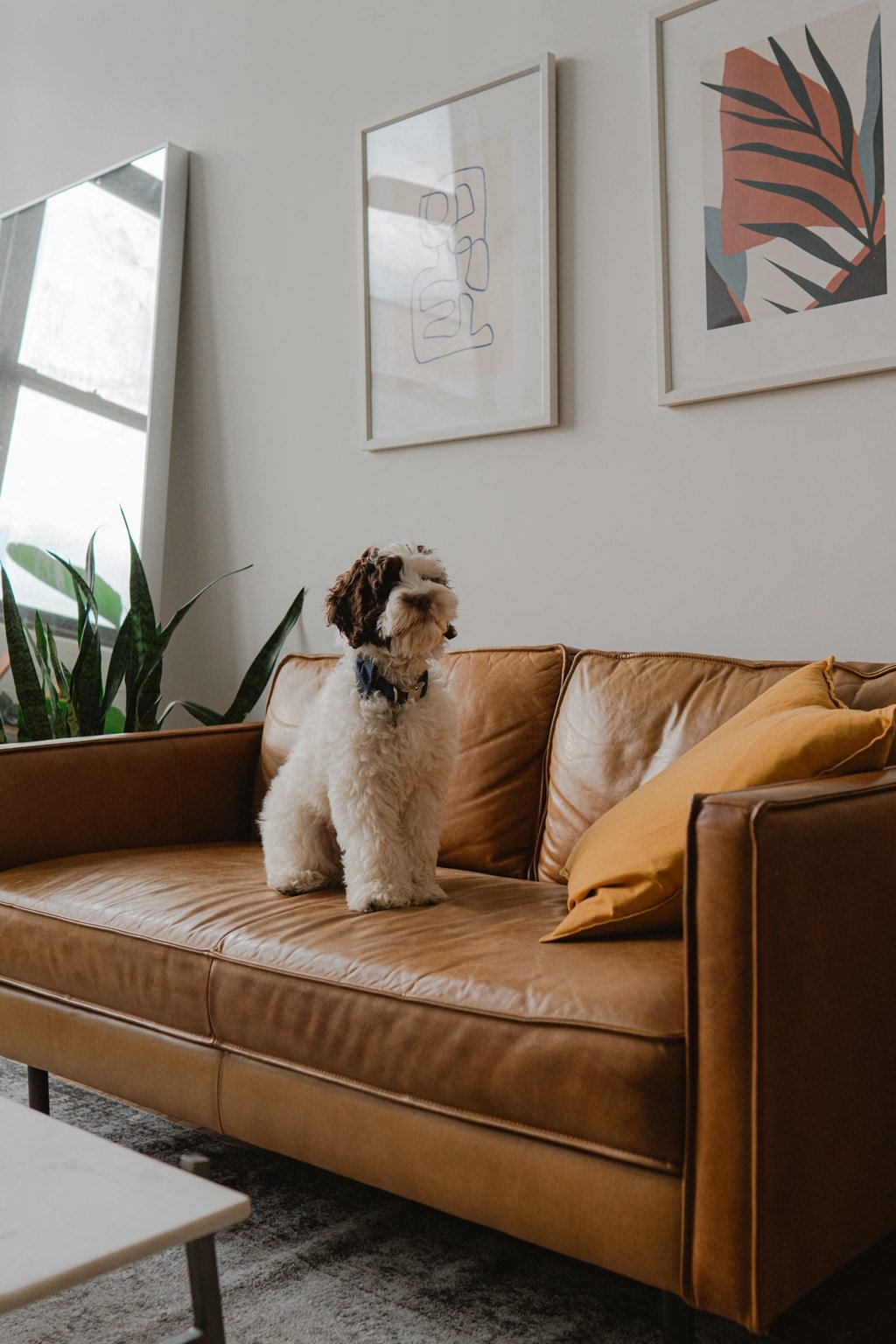 a small dog sitting on a couch in a living room