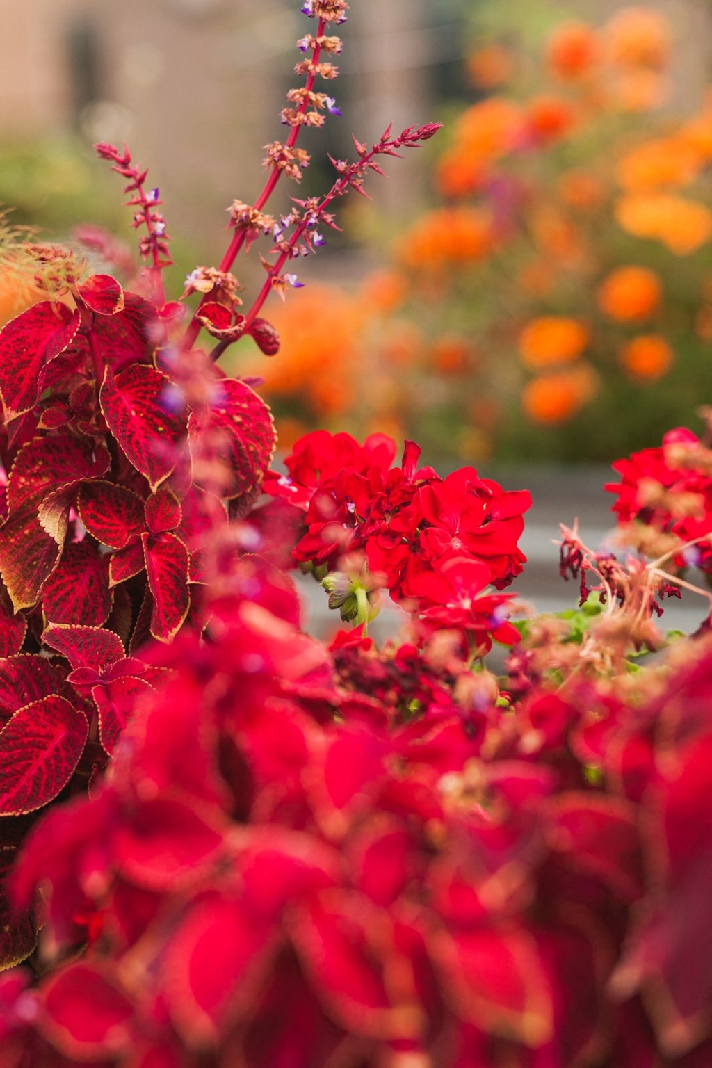 a bunch of red flowers in a garden